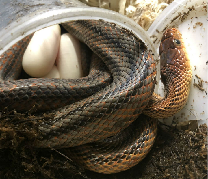 Bairds Rat Snake